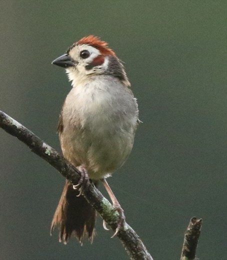 White-faced Ground Sparrow