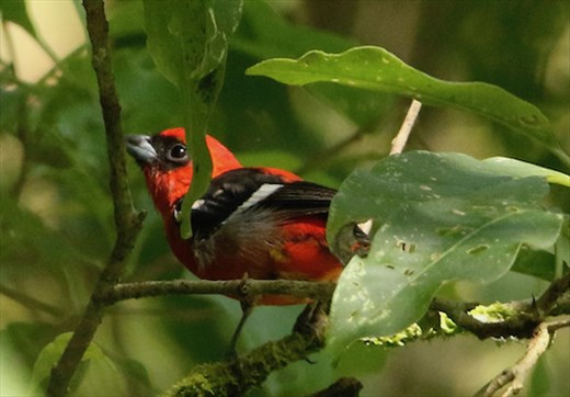 White-winged Tanager, Union Juarez
