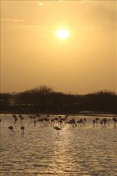 Sunrise on the wetlands, Progresso: by graynomadsusa, Views[721]