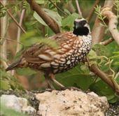 Black-throated Bob White: by graynomadsusa, Views[332]