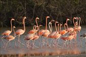 March of the Flamingos, Progresso: by graynomadsusa, Views[525]