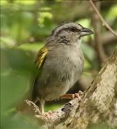 Green-backed Sparrow, Calakmul Archeological Site: by graynomadsusa, Views[321]