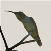 Mexican Sheartail, worth the effort I guess: by graynomadsusa, Views[390]