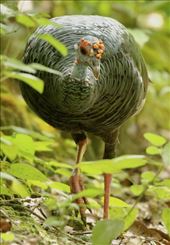 Ocellated Turkey, Calakmul Archeological Site: by graynomadsusa, Views[338]