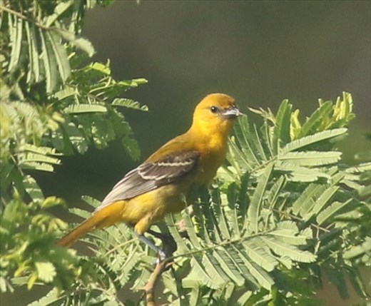 Orange Oriole