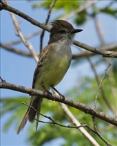 Yucatan Flycatcher: by graynomadsusa, Views[307]