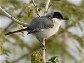 Yucatan Gnatcatcher, near Progresso: by graynomadsusa, Views[339]