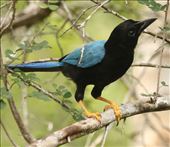 Yucatan Jay, Calakmul Archeological Site: by graynomadsusa, Views[372]