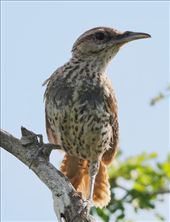 Yucatan Wren, near Rio Largatos: by graynomadsusa, Views[395]