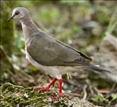 Caribbean Dove, Isla Cozumel: by graynomadsusa, Views[368]