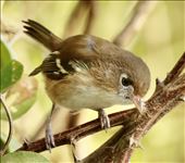 Cozumel Vireo, Isla Cozumel: by graynomadsusa, Views[341]
