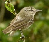 Yucatan Vireo, Isla Cozumel: by graynomadsusa, Views[335]