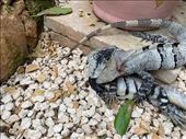Battle of the Iguanas, Amar Inn B&B, Puerto Morelos: by graynomadsusa, Views[337]