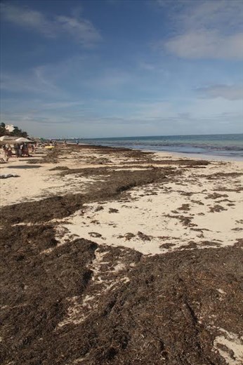 And it smells funky, too—Puerto Morelos beach