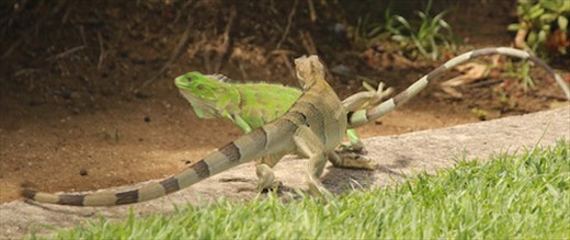 A little Jurassic Park, Port Oranjestad, Aruba