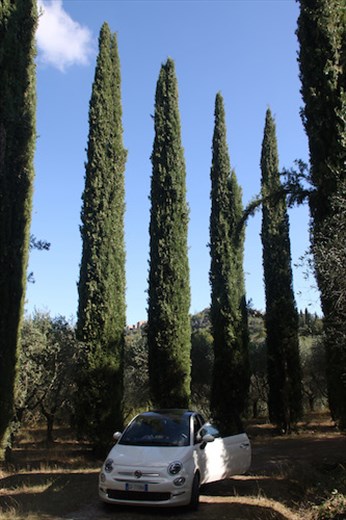 Lunch in the Olive Grove