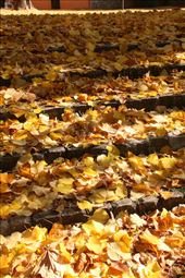 And the leaves came tumbling down, Spoleto: by graynomadsusa, Views[408]