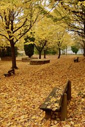 The Autumn Leaves, Orvieto: by graynomadsusa, Views[243]