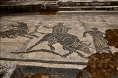 Sacrifice of a Bull, Temple of the Vigiles, Ostia Antica: by graynomadsusa, Views[363]