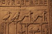 Ibis, Falcon and Jackal, Kom Ombo: by graynomadsusa, Views[334]