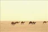 Camels on the move, Road to Siwa: by graynomadsusa, Views[351]