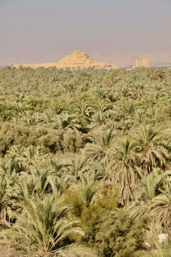 A few of the 400,000 date palms in Siwa