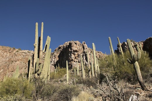 Saguaro sentinels, Arnett Canyon Trail