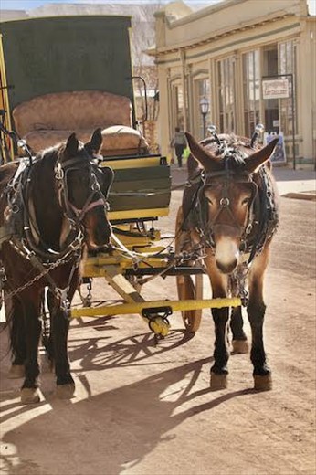 Stubborn duo, Tombstone