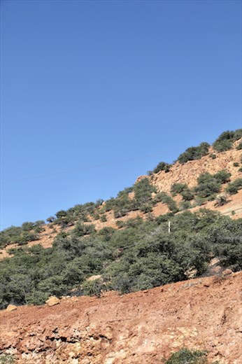 Live Oaks, not cacti, Bisbee