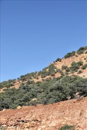 Live Oaks, not cacti, Bisbee: by graynomadsusa, Views[297]