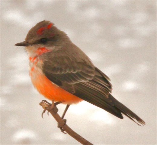 Vermillion Flycatcher, Whitewater Draw
