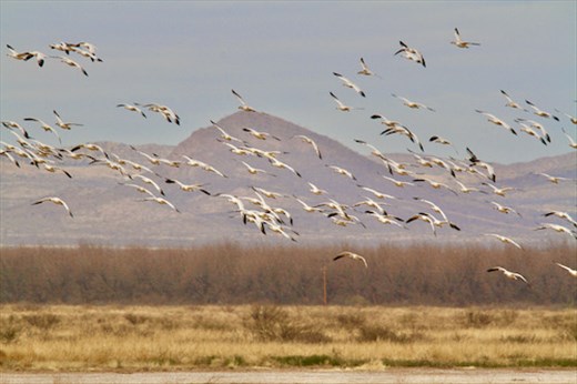 Snow Geese, Whitewater Draw
