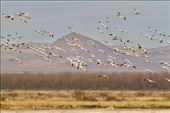 Snow Geese, Whitewater Draw: by graynomadsusa, Views[347]