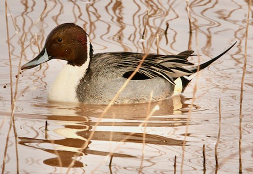 Northern Pintail, Whitewater Draw