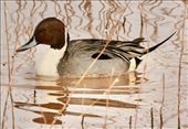 Northern Pintail, Whitewater Draw: by graynomadsusa, Views[291]