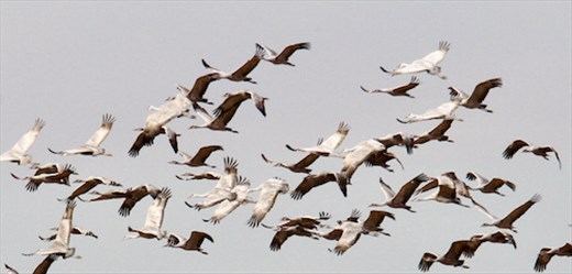 Sandhill Cranes, Whitewater Draw