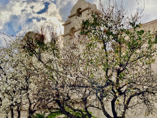 Cherry blossoms in January? Only in California