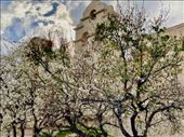 Cherry blossoms in January? Only in California: by graynomadsusa, Views[309]