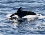 Leaping dolphin, Sea of Cortez: by graynomadsusa, Views[398]