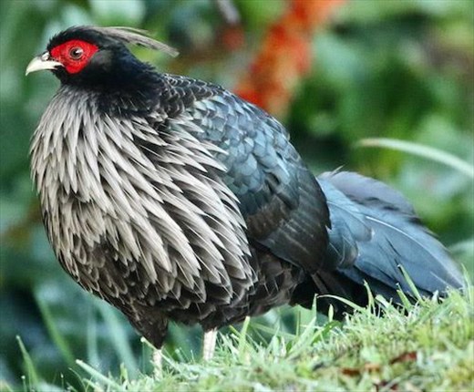 Kalij Pheasant, Volcanoes National Park