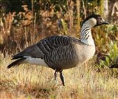 Ne Ne Goose, Official Bird of Hawaii, Volcanoes National Park: by graynomadsusa, Views[350]