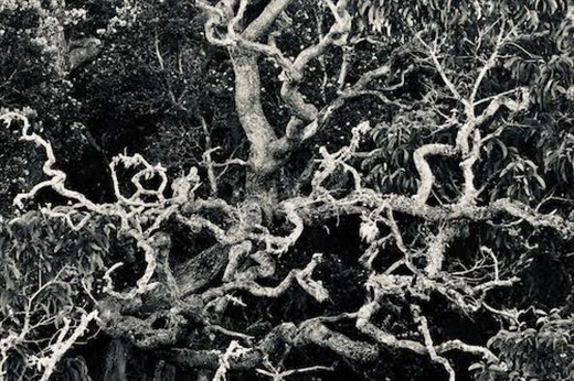 A Tangled Tree, Pu'u O'o Trail