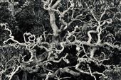 A Tangled Tree, Pu'u O'o Trail: by graynomadsusa, Views[305]