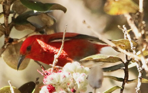 Apapane, Volcanoes National Park