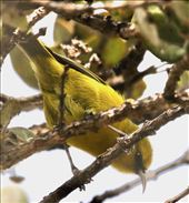 Amakihi, Kaulana Manu Nature Trail: by graynomadsusa, Views[284]