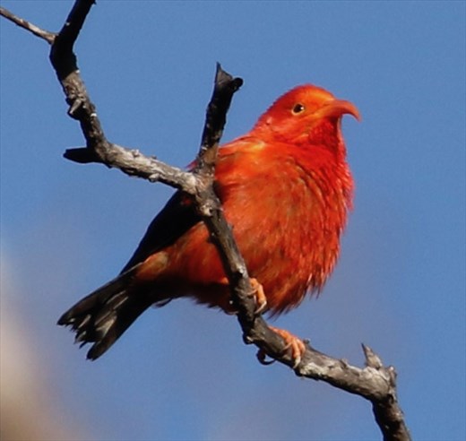 I'iwi, Kaulana Manu Nature Trail