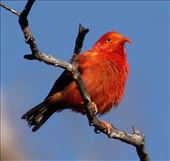 I'iwi, Kaulana Manu Nature Trail: by graynomadsusa, Views[258]