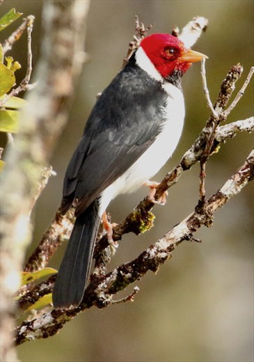Yellow-billed cardinal, Kaumana Trail