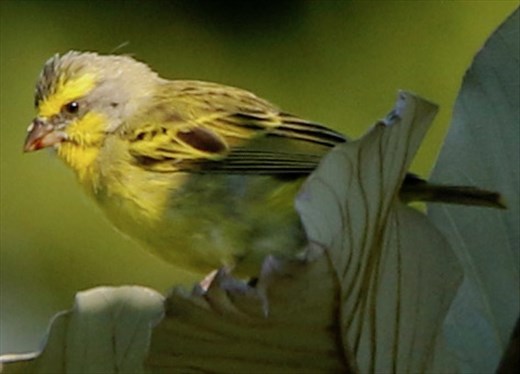 Yellow-fronted canary, Kaumana Trail
