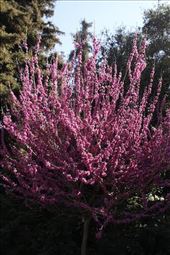 Redbud in bloom, Huntington Library, Art Museum, and Botanical Gardens: by graynomadsusa, Views[316]
